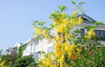 Hoa muồng Hoàng yến tại Ecogarden
